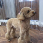 遠くを見るトイプードル