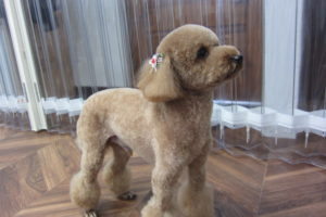 遠くを見るトイプードル