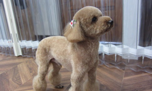 遠くを見るトイプードル