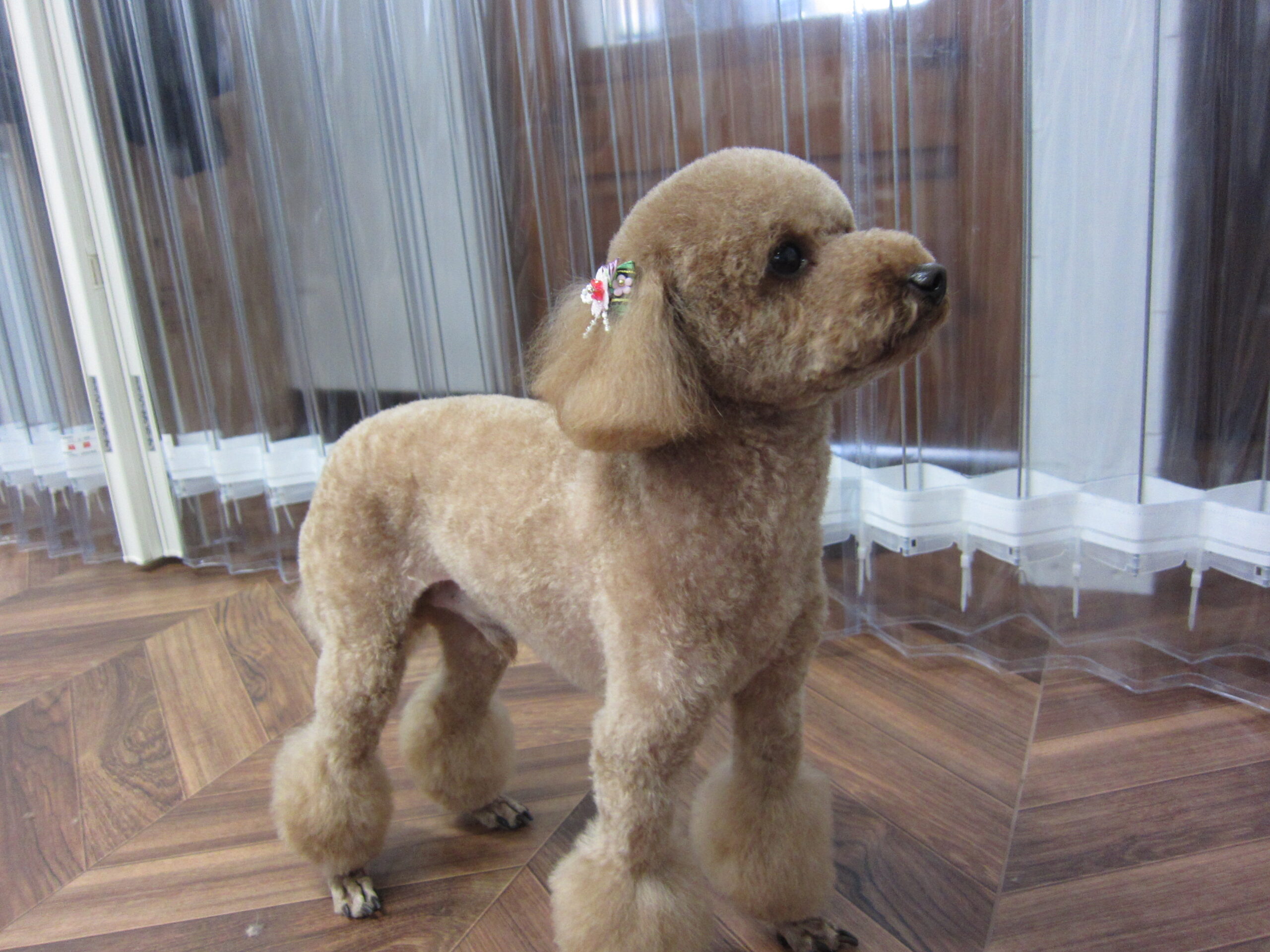 遠くを見るトイプードル