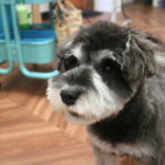 おすましMシュナ