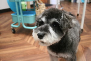 おすましMシュナ