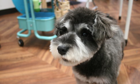 おすましMシュナ