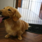 笑顔ミニチュアダックス