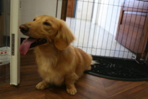 笑顔ミニチュアダックス