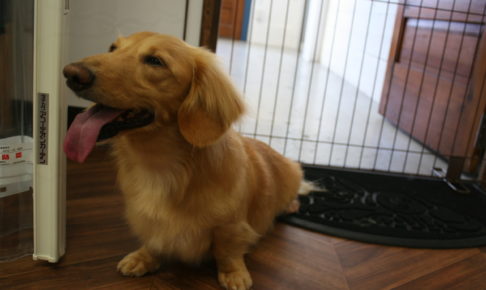 笑顔ミニチュアダックス