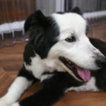 くつろぎコリー