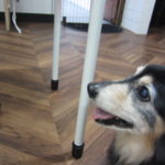 横顔ミニチュアダックス