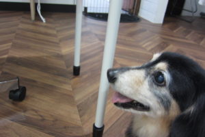 横顔ミニチュアダックス