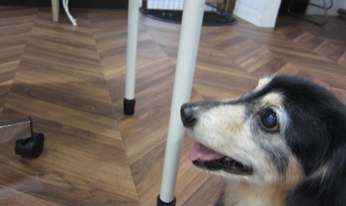 横顔ミニチュアダックス