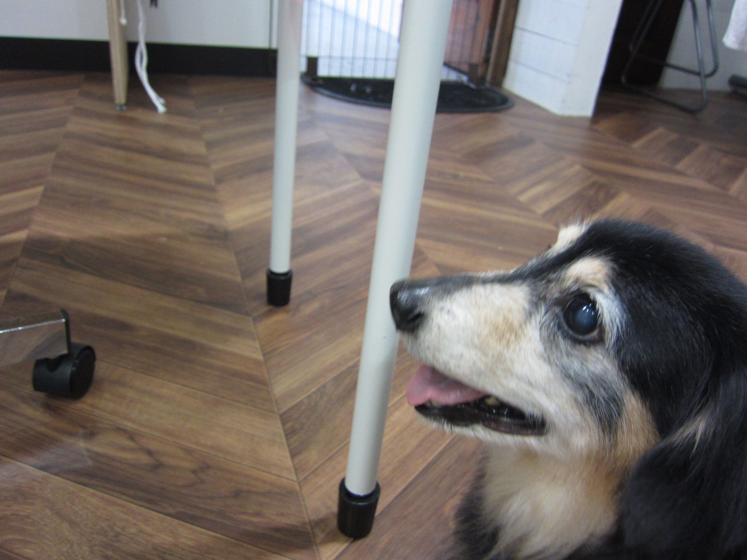 横顔ミニチュアダックス