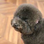 ふわふわトイプードル