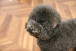 ふわふわトイプードル