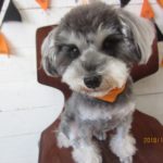 おすましMシュナ