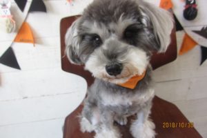 おすましMシュナ