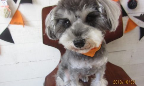 おすましMシュナ