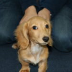 おすましミニチュアダックスフンド