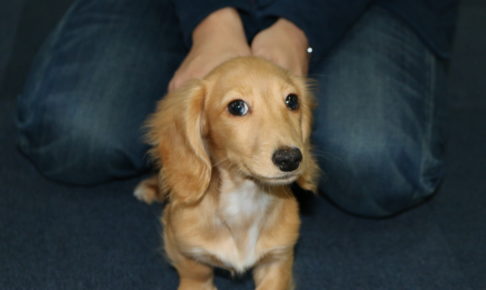 おすましミニチュアダックスフンド