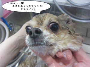 シャンプー中チワワ