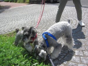 お散歩中Mシュナ