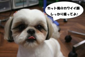 カット後シーズー