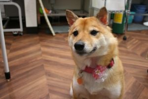 施術後柴犬