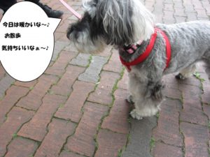 お散歩中Mシュナ