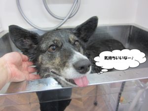 スパ中コーギー