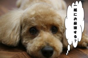 カット後トイプードル