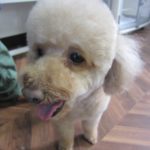 笑顔トイプードル