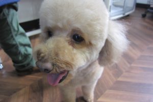 笑顔トイプードル