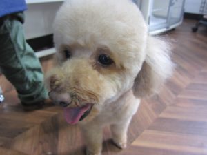 笑顔トイプードル