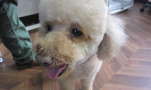 笑顔トイプードル