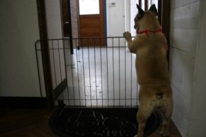 施術後フレンチブルドッグ