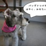 横顔バンダナMシュナ