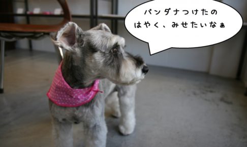 横顔バンダナMシュナ