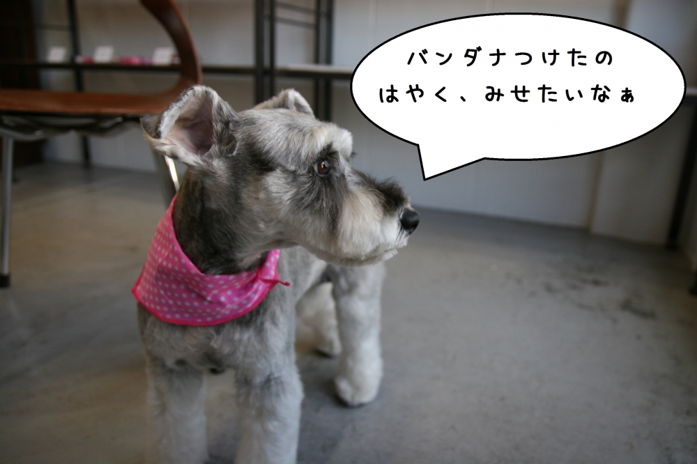 横顔バンダナMシュナ