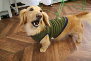 施術後ミニチュアダックス