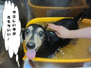 スパ中ミニチュアダックス