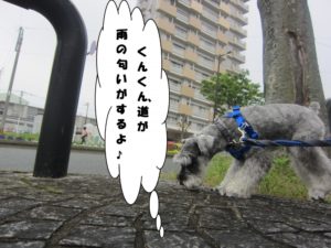 お散歩中Mシュナ