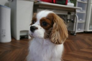 施術後キャバリア