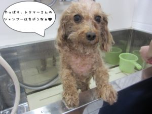 スパ中トイプードル
