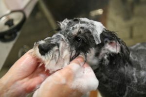 シャンプー中Mシュナ