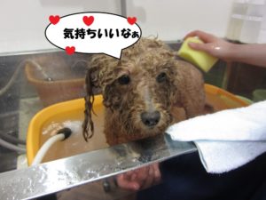 スパ中トイプードル