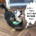 上向きミニチュアダックス