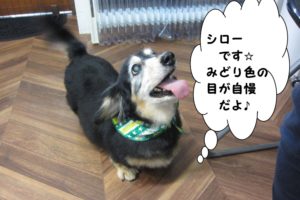 上向きミニチュアダックス