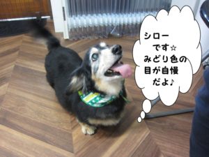 上向きミニチュアダックス