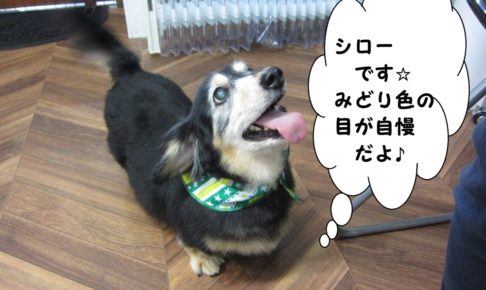 上向きミニチュアダックス