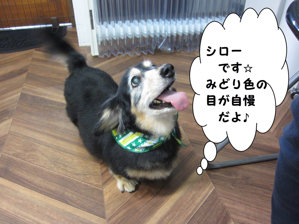 上向きミニチュアダックス