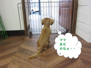 後ろ姿ミニチュアダックス